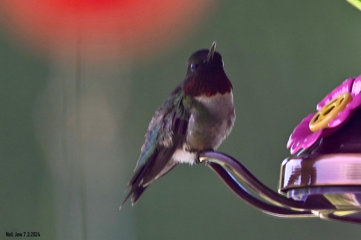 Ruby-throated Hummingbird - ML621109779