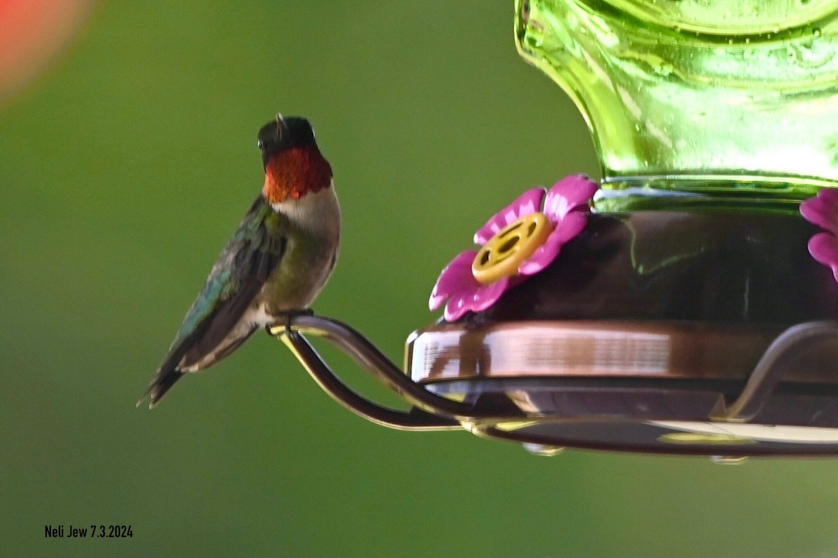 Ruby-throated Hummingbird - ML621109780