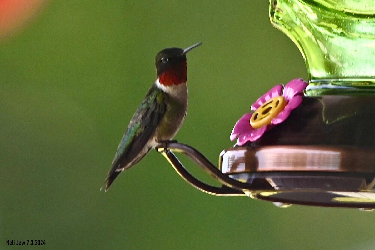 Ruby-throated Hummingbird - ML621109781