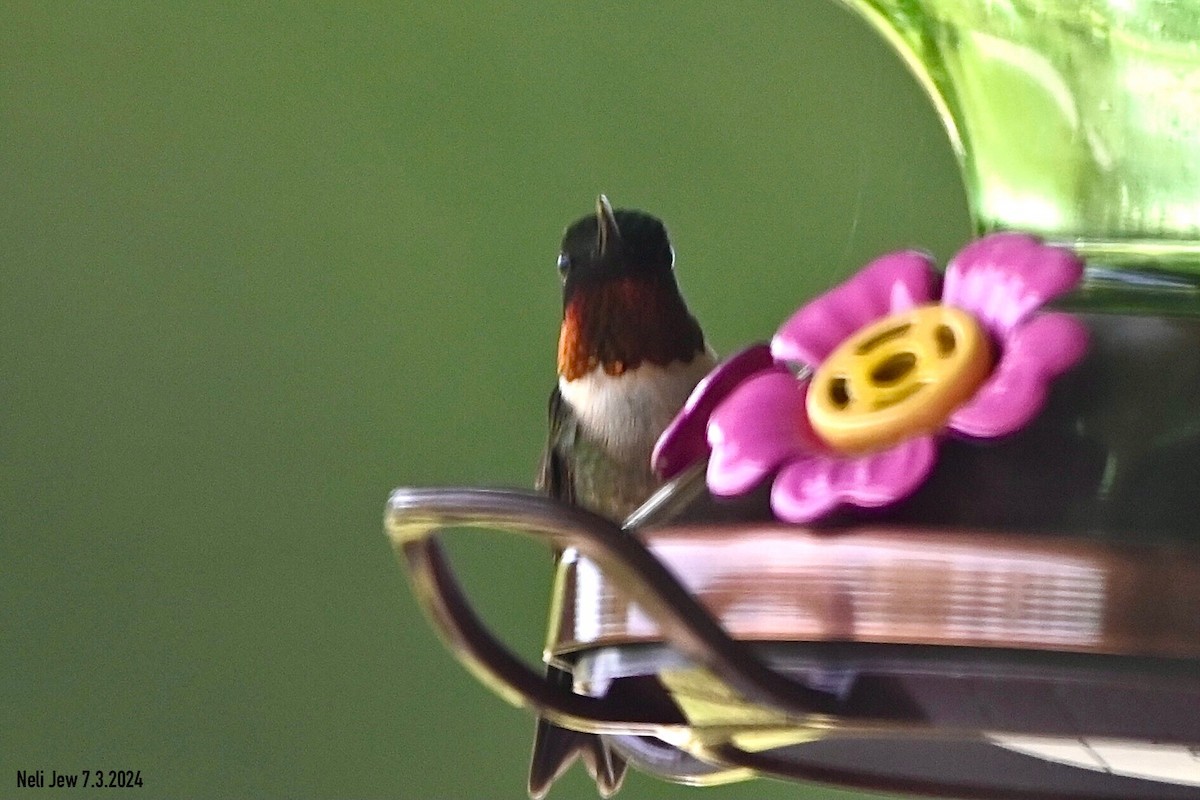 Ruby-throated Hummingbird - ML621109782