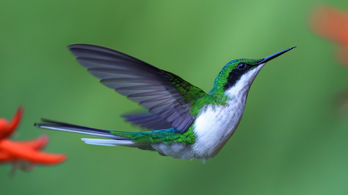 kolibřík černouchý - ML621109786
