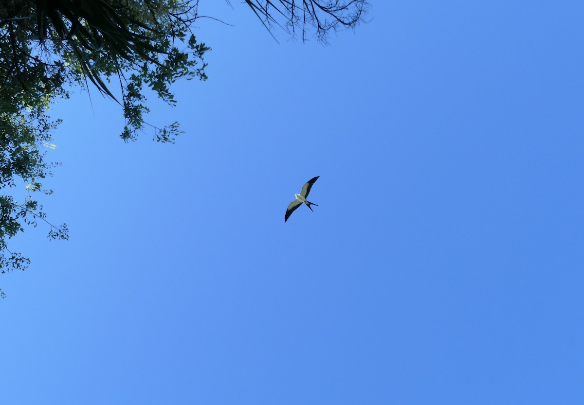 Swallow-tailed Kite - ML621109795