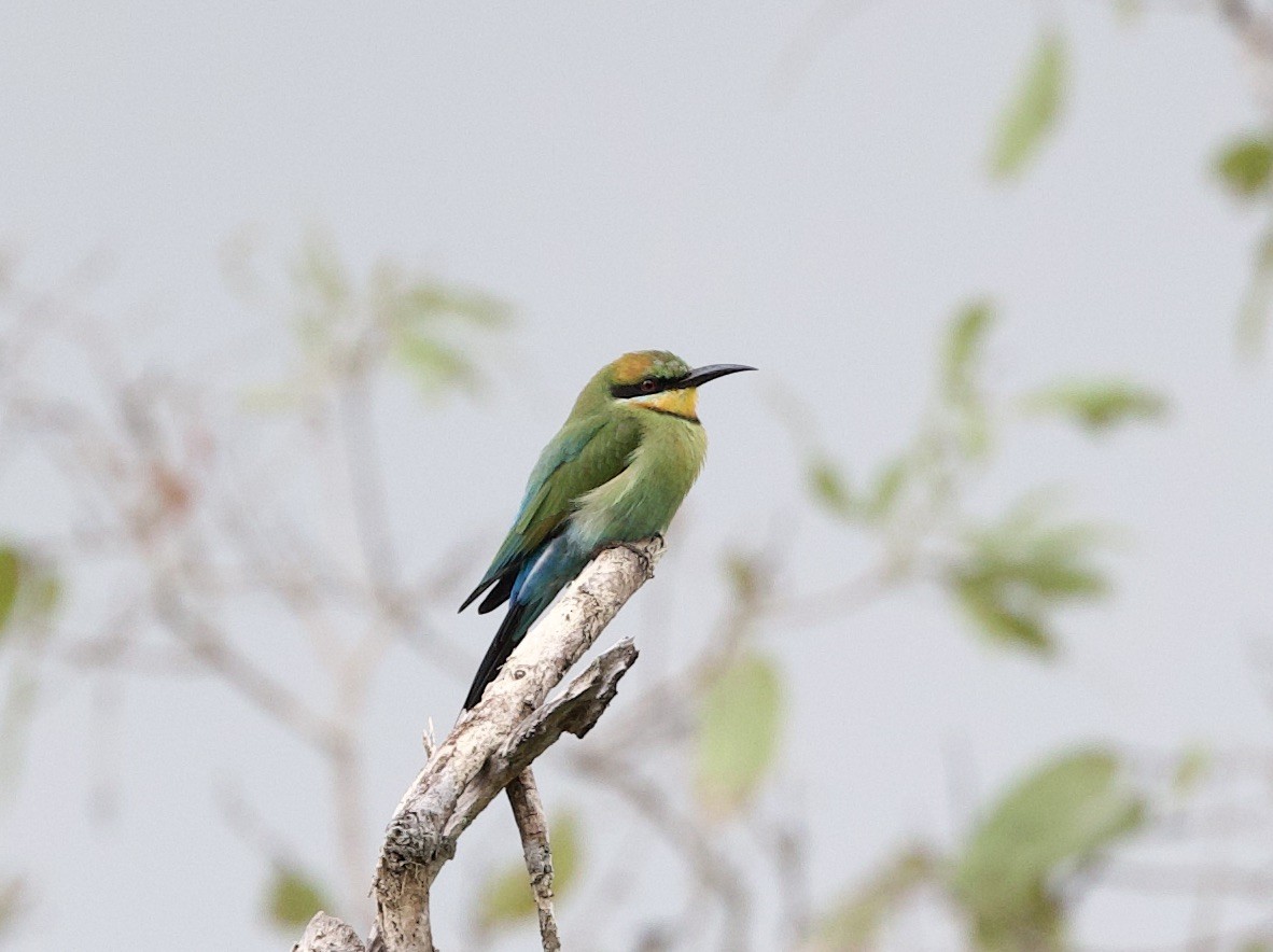 Rainbow Bee-eater - ML621109796