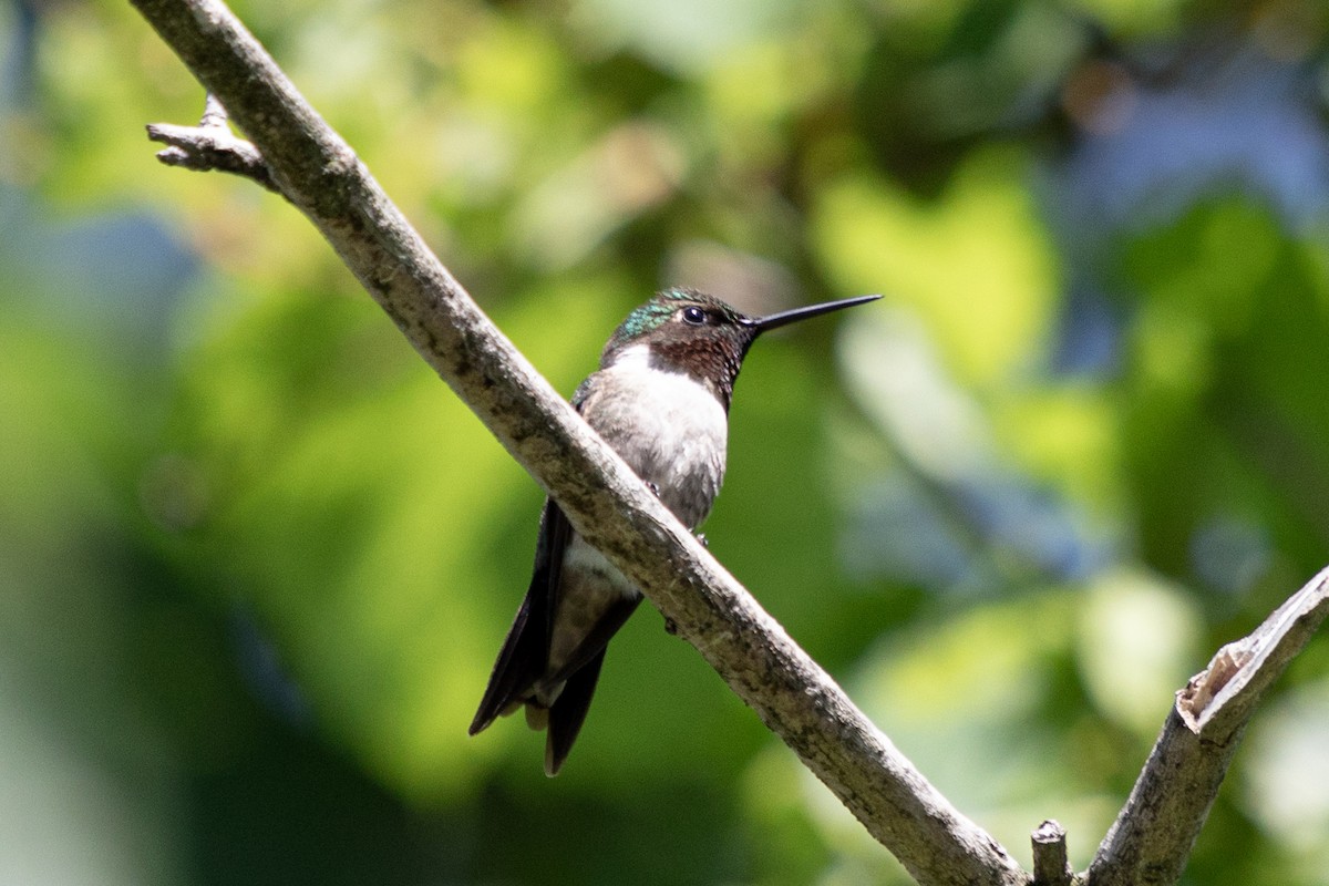 Ruby-throated Hummingbird - ML621109820