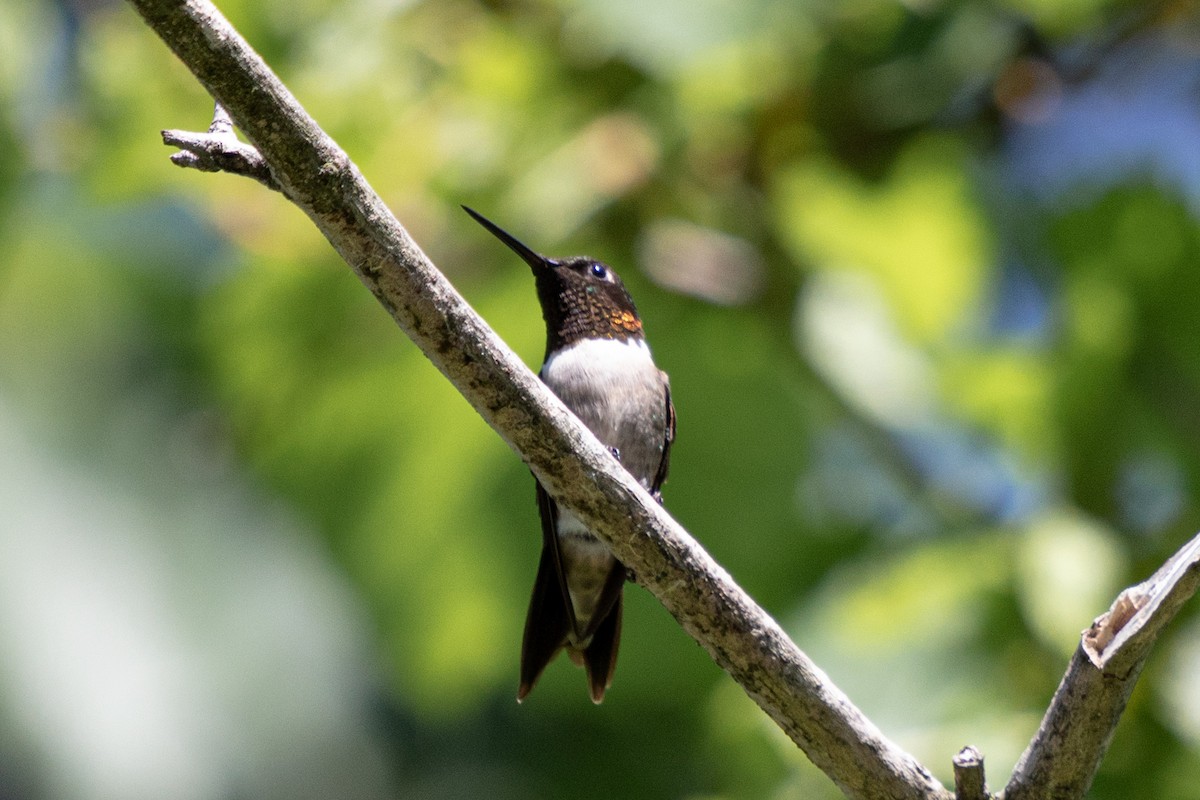 Ruby-throated Hummingbird - ML621109821