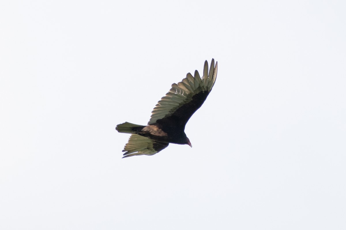 Turkey Vulture - ML621109828