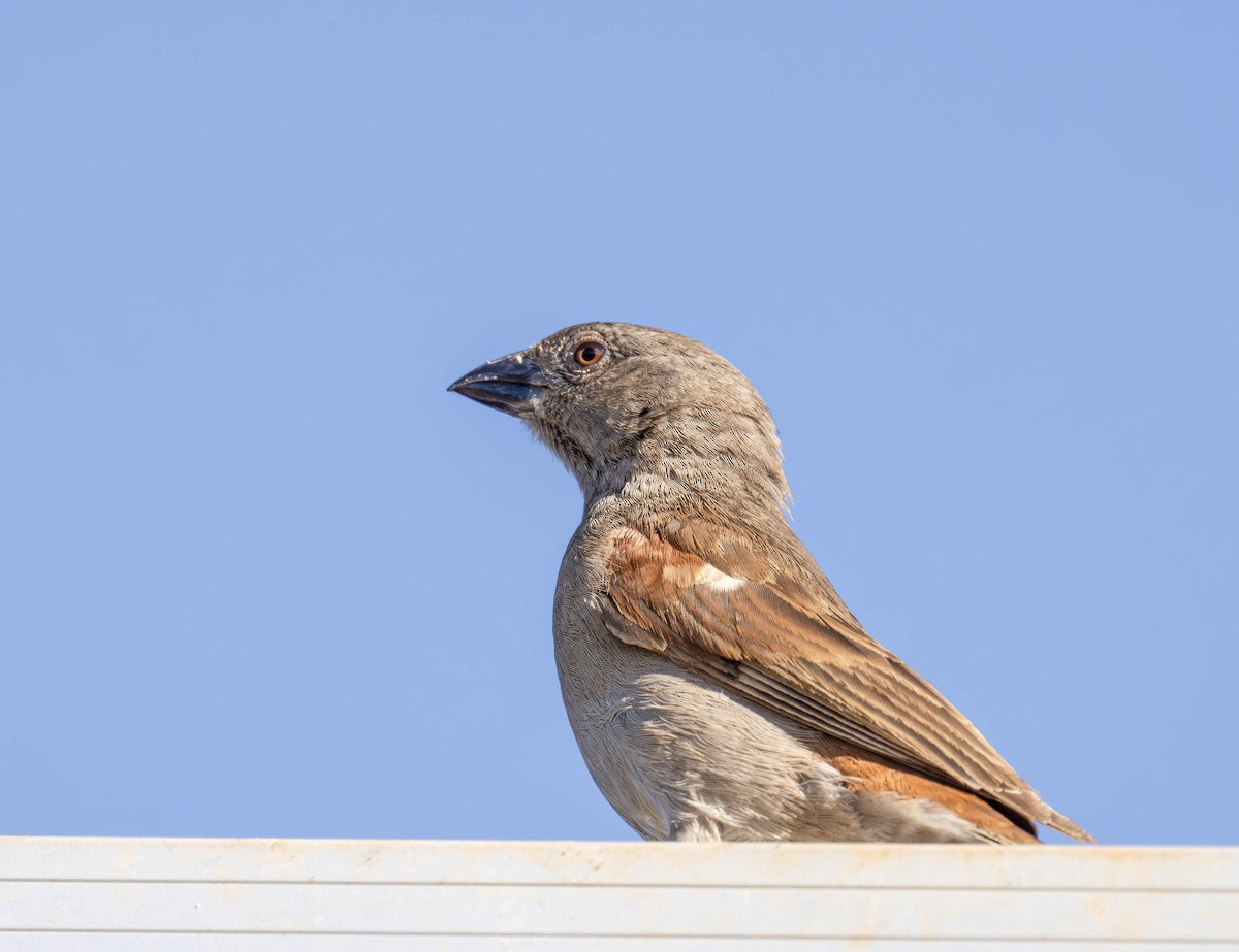 Parrot-billed Sparrow - ML621109847