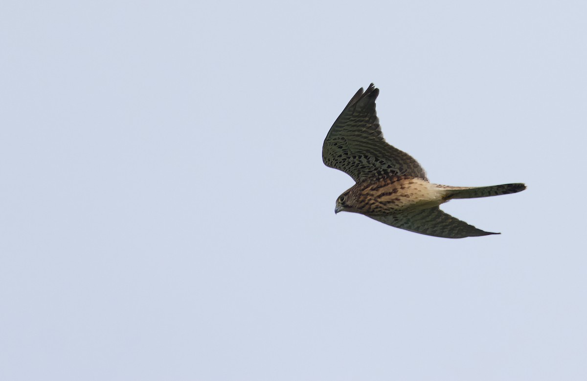Eurasian Sparrowhawk - ML621109887
