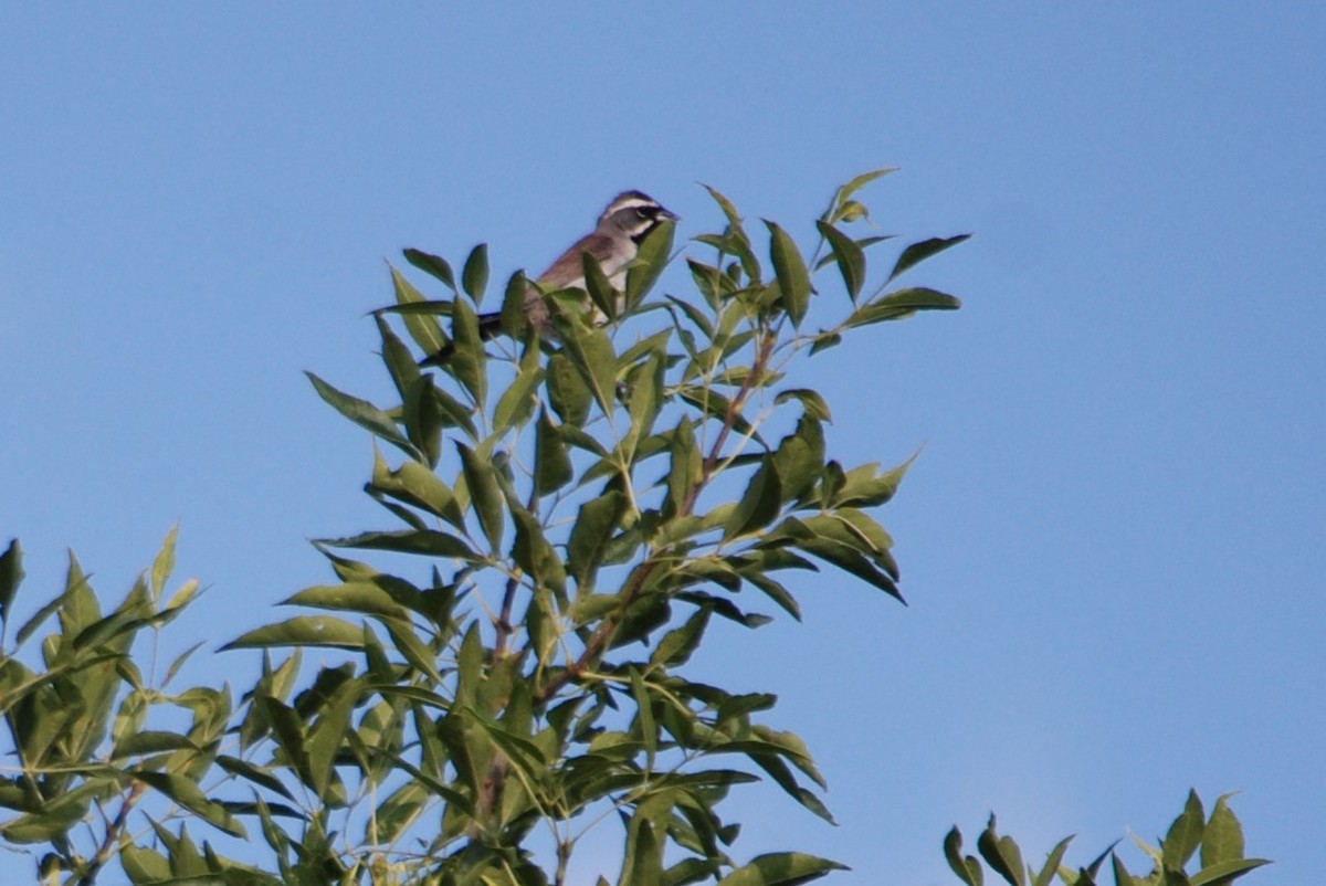 Black-throated Sparrow - ML621109901