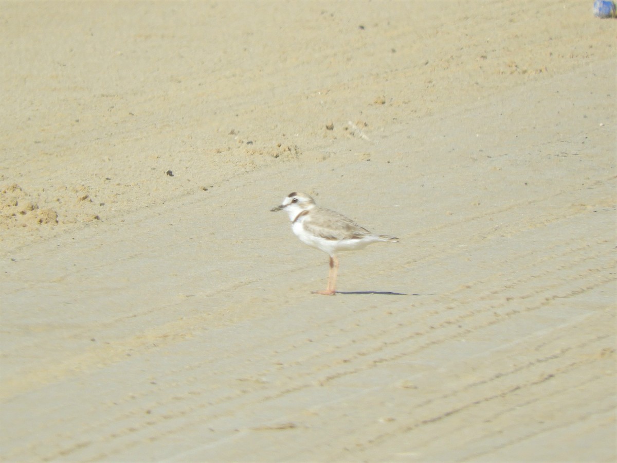 Collared Plover - ML621109903