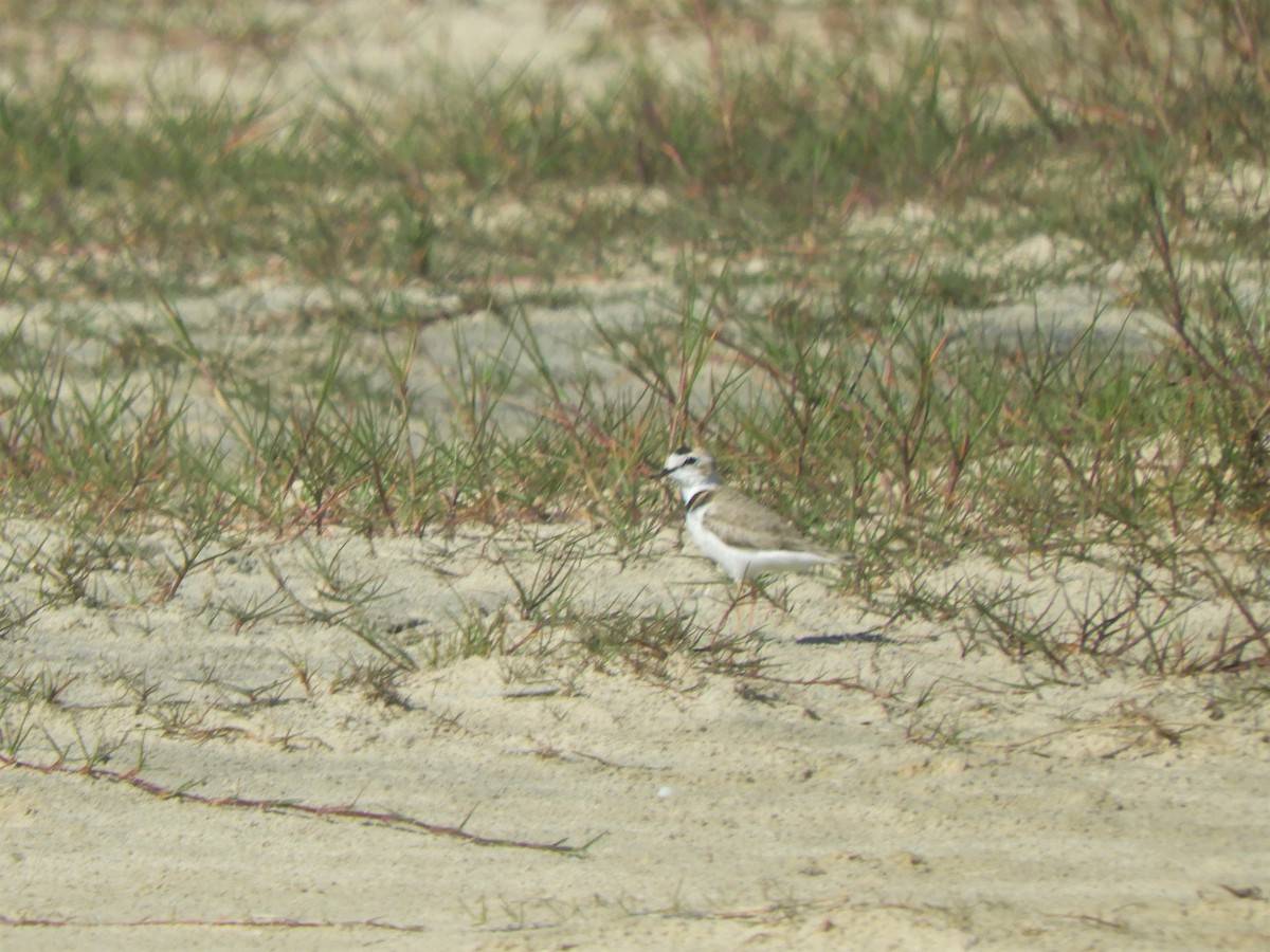 Collared Plover - ML621109904