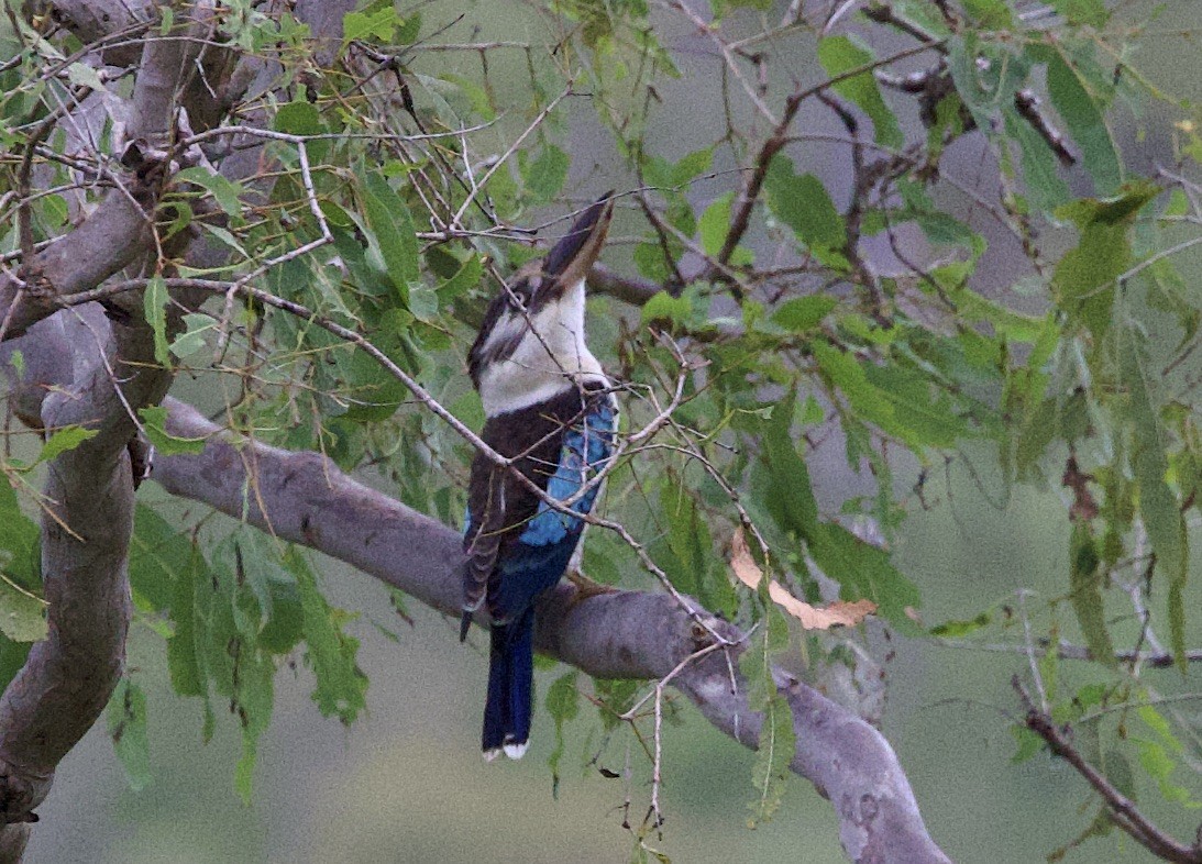Blue-winged Kookaburra - ML621109907