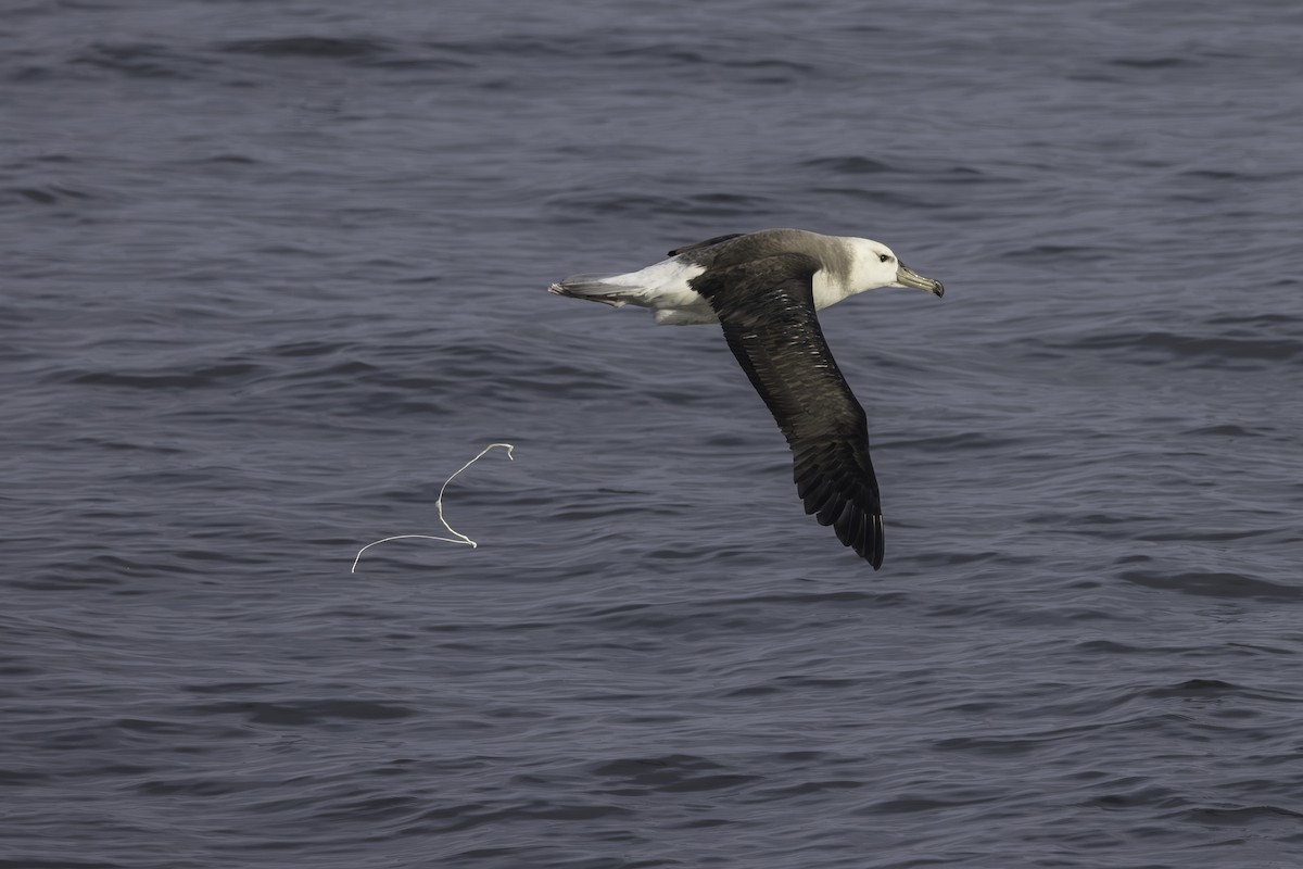 albatros černobrvý - ML621109912