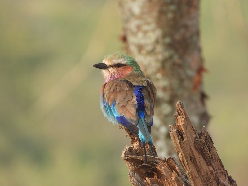 Lilac-breasted Roller - ML621109961