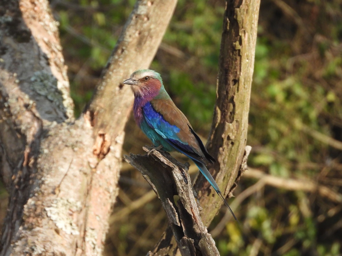 Lilac-breasted Roller - ML621109962