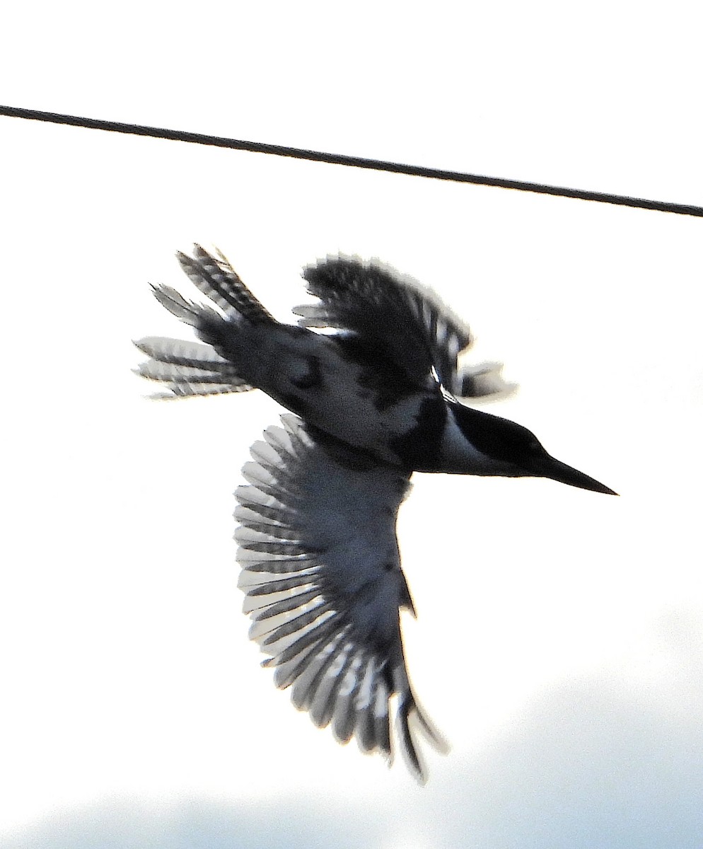 Belted Kingfisher - ML621110015
