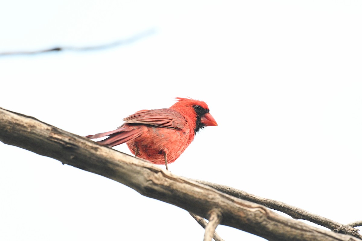 Cardinal rouge - ML621110017