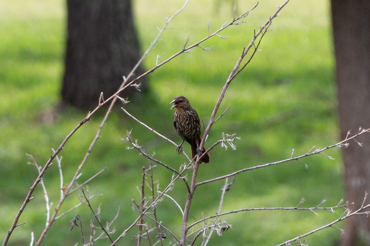 Red-winged Blackbird (Red-winged) - ML621110024
