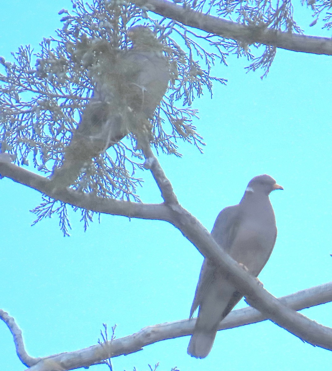 Band-tailed Pigeon - ML621110036