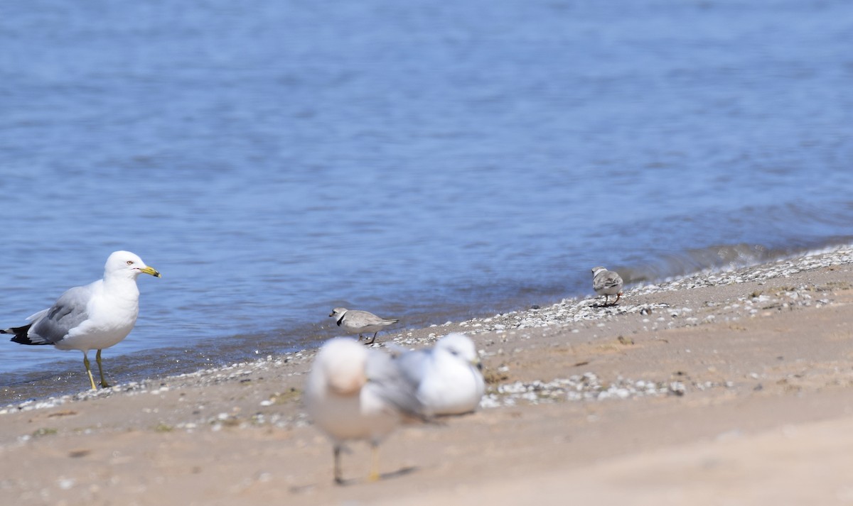 Piping Plover - ML621110061