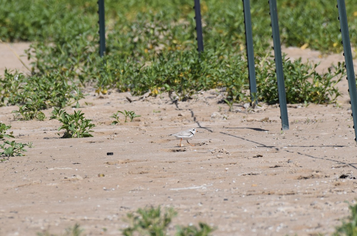 Piping Plover - ML621110063