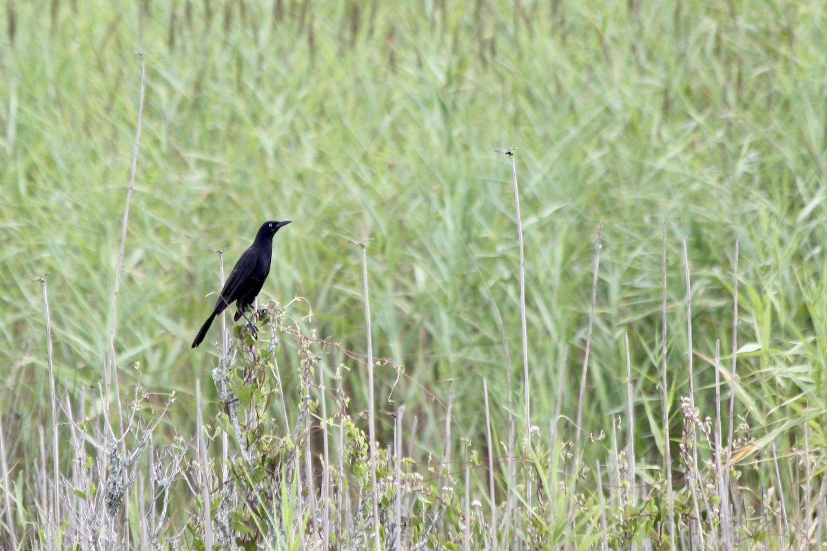 Boat-tailed Grackle - ML621110124