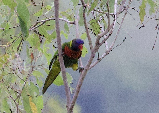 新幾內亞彩虹吸蜜鸚鵡 - ML621110127