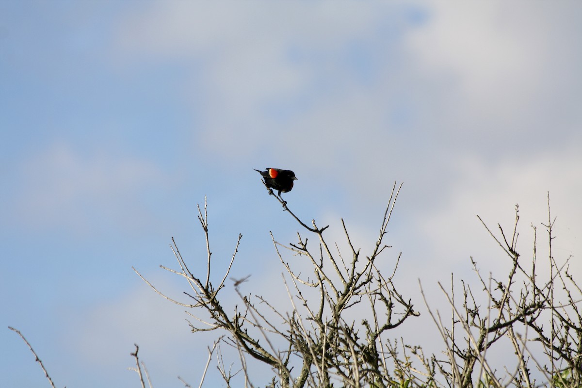 Red-winged Blackbird - ML621110129
