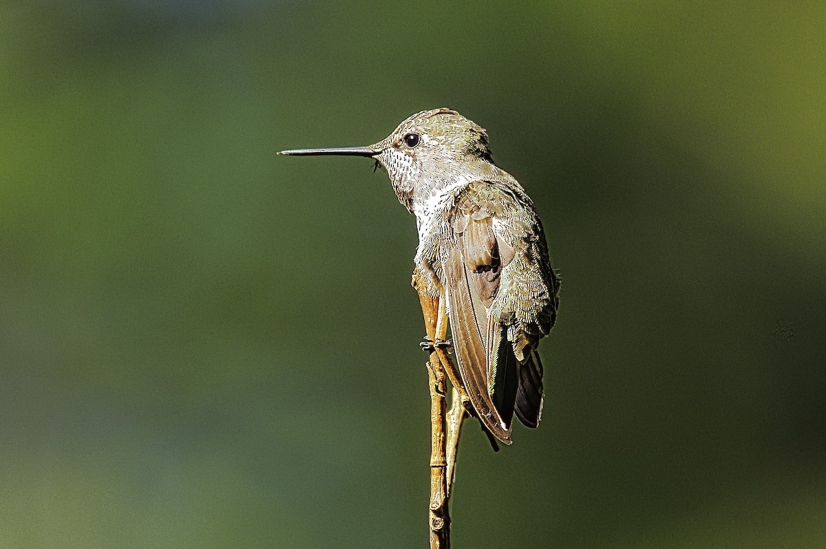 Anna's Hummingbird - ML621110154