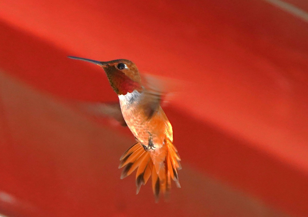 Rufous Hummingbird - ML621110164