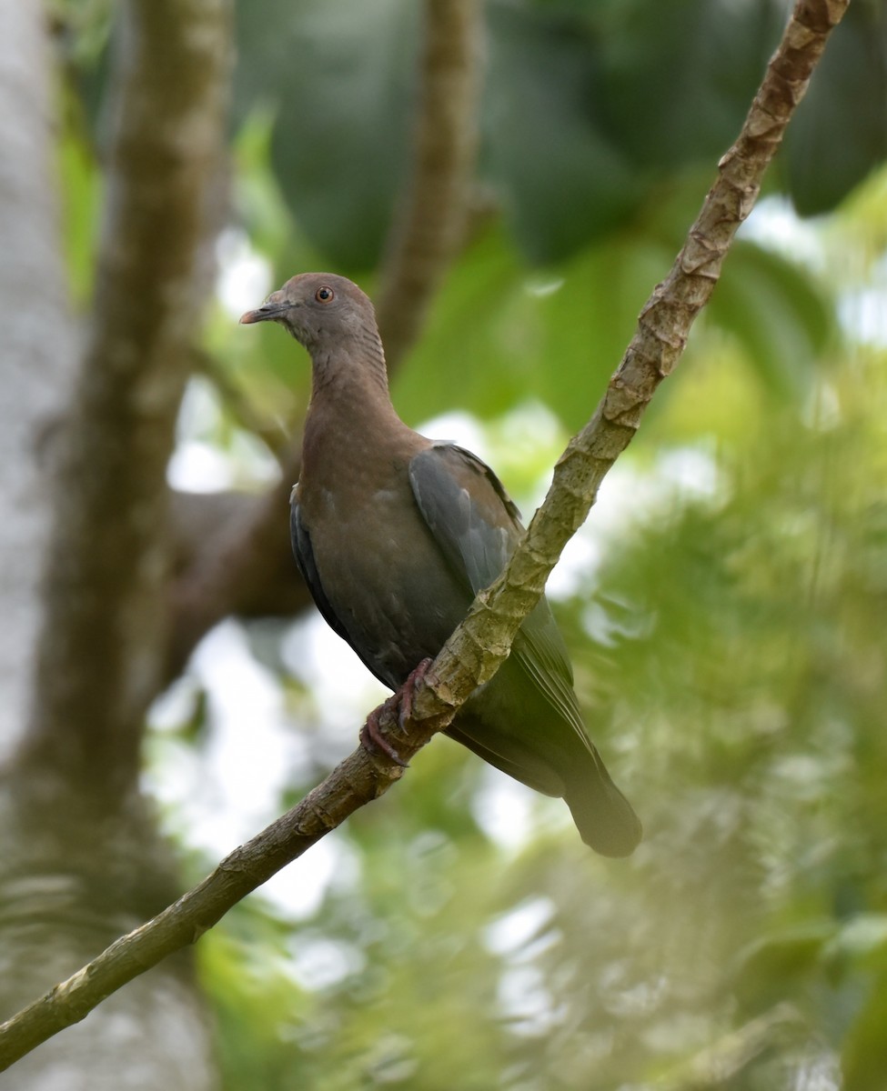 holub středoamerický - ML621110176
