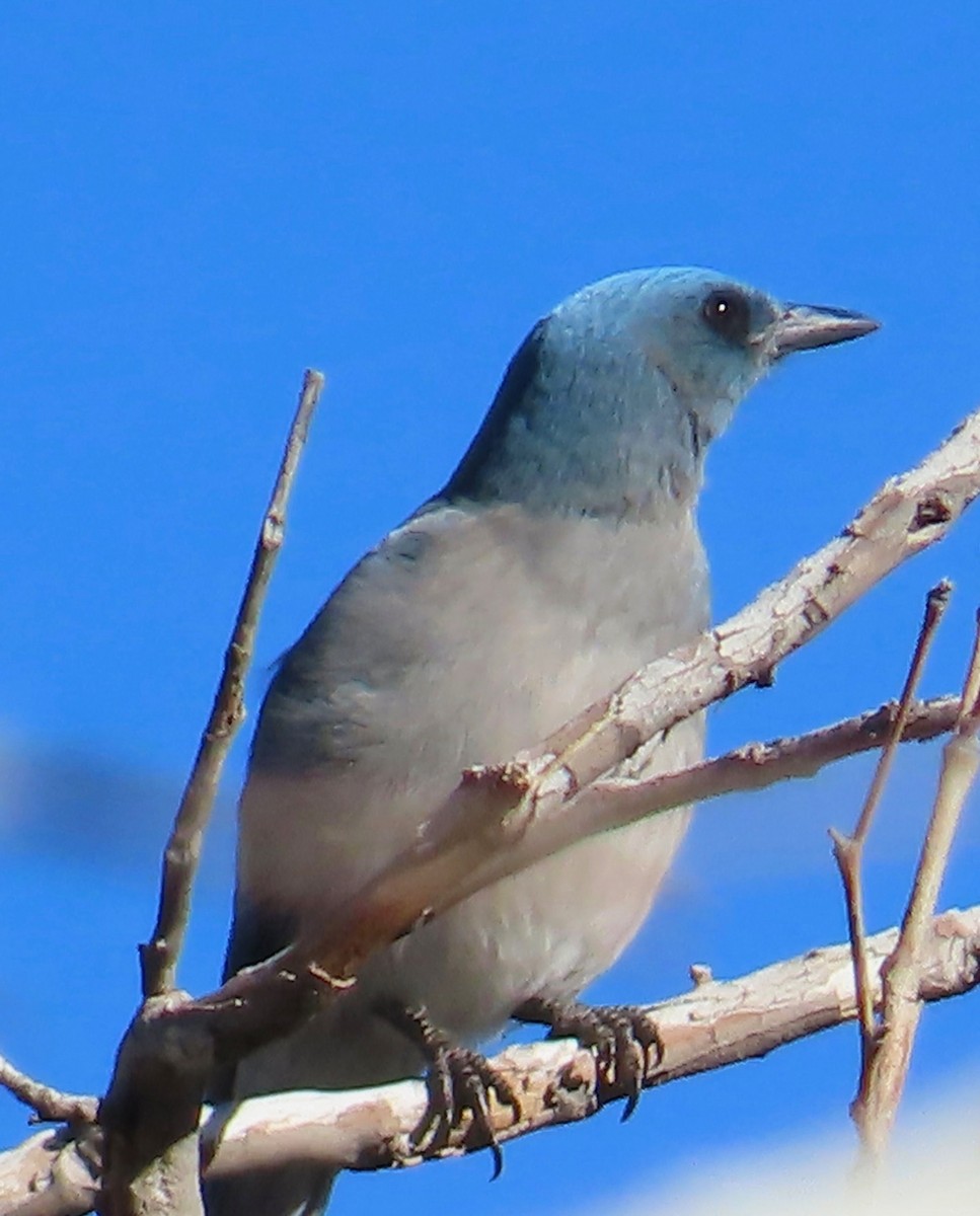 Mexican Jay - ML621110182
