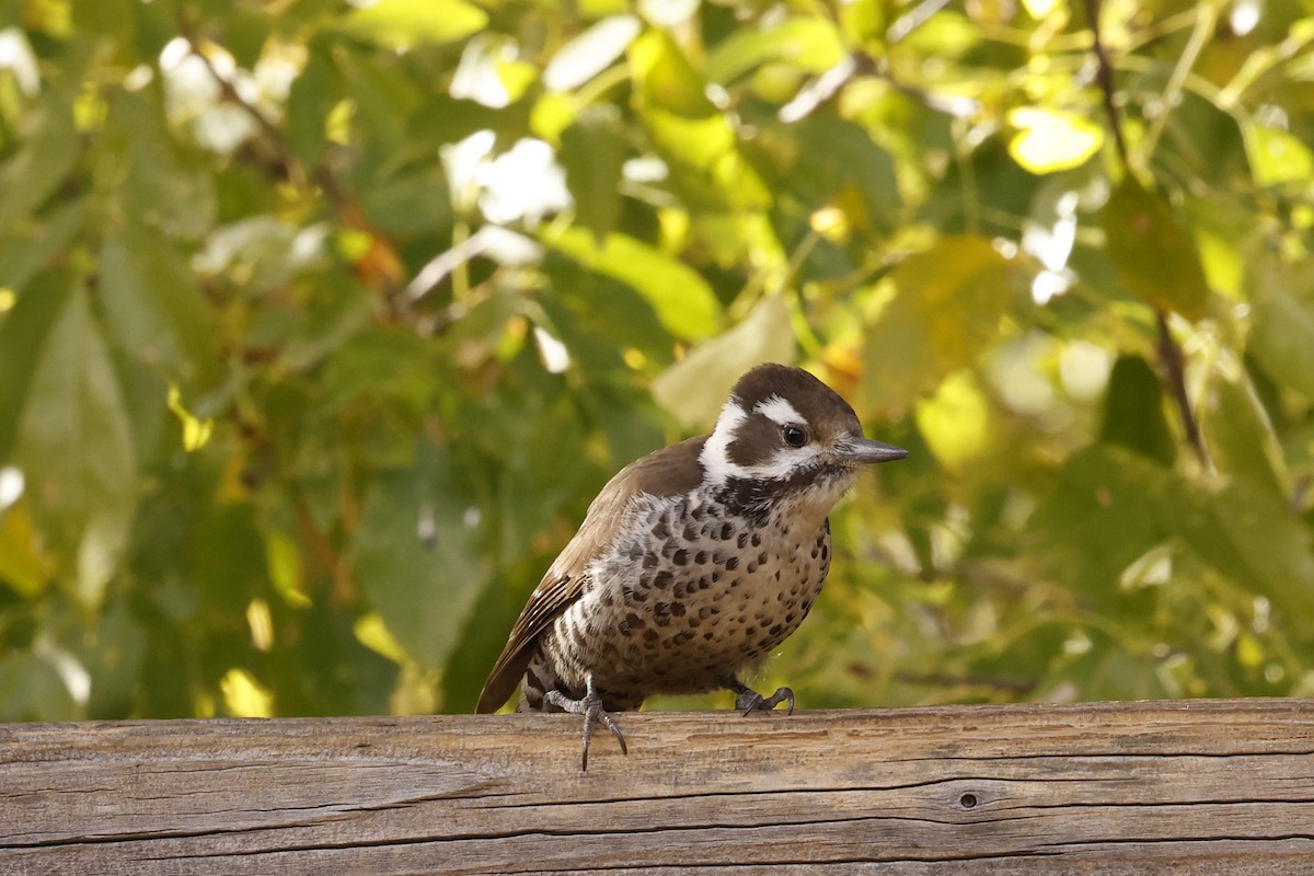 Arizona Woodpecker - ML621110194