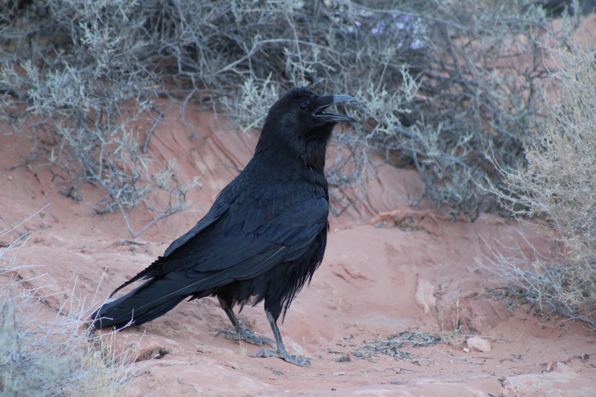 Common Raven - ML621110210