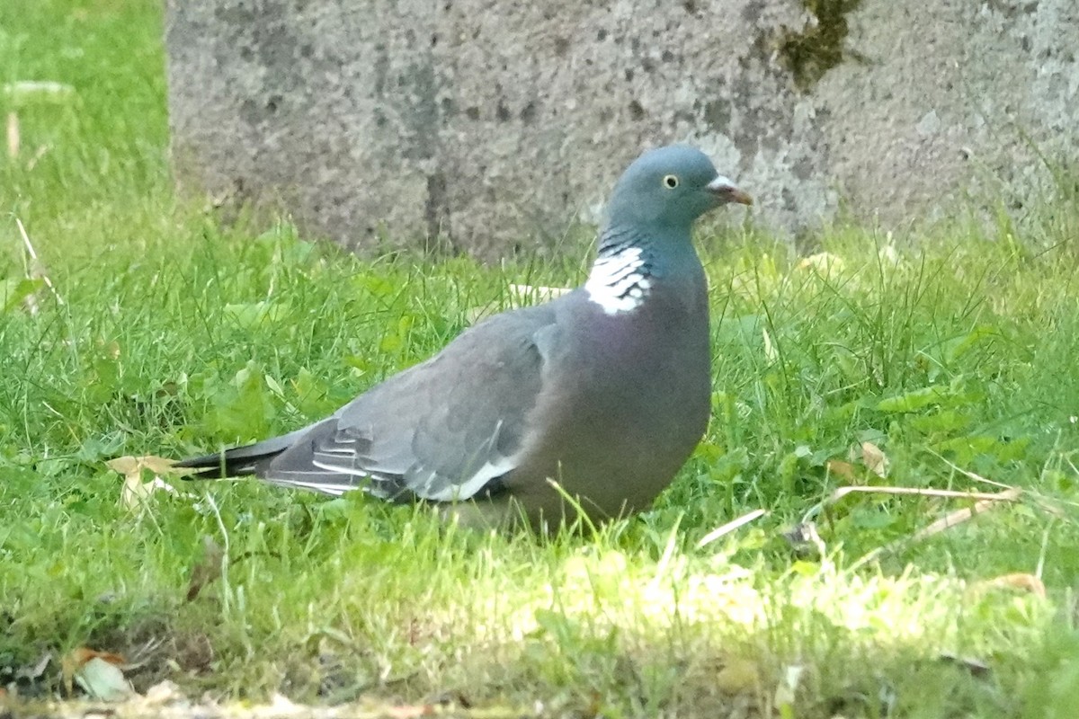 Common Wood-Pigeon - ML621110213