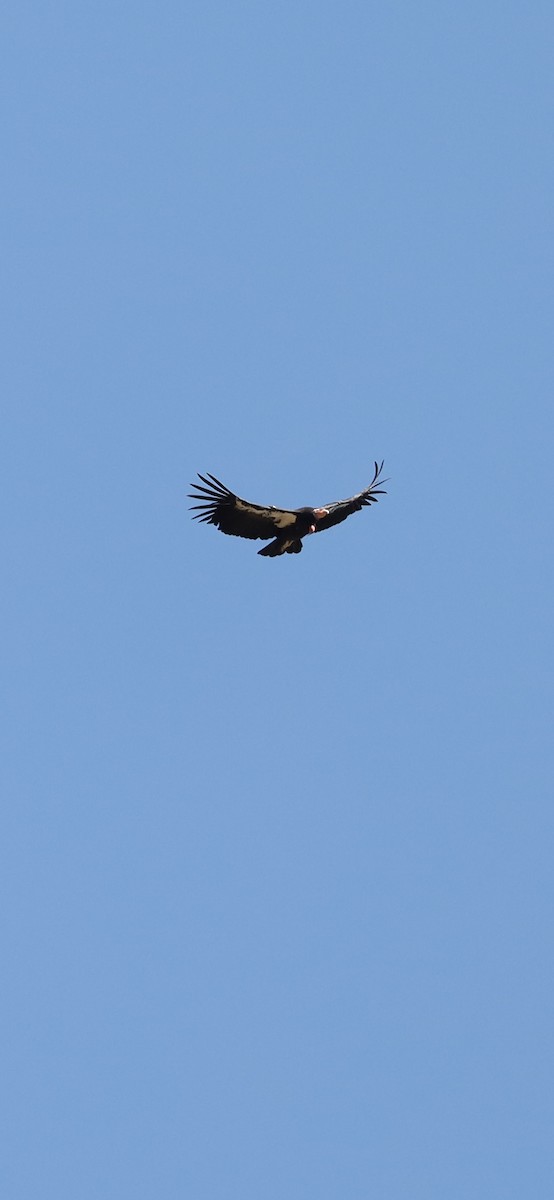 Condor de Californie - ML621110214