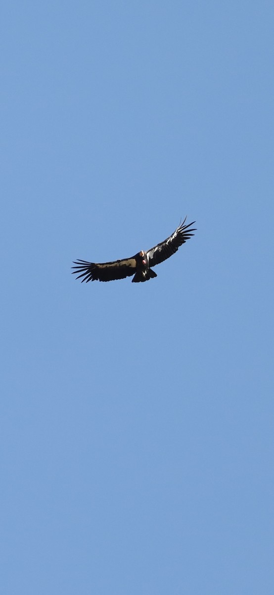 Condor de Californie - ML621110215