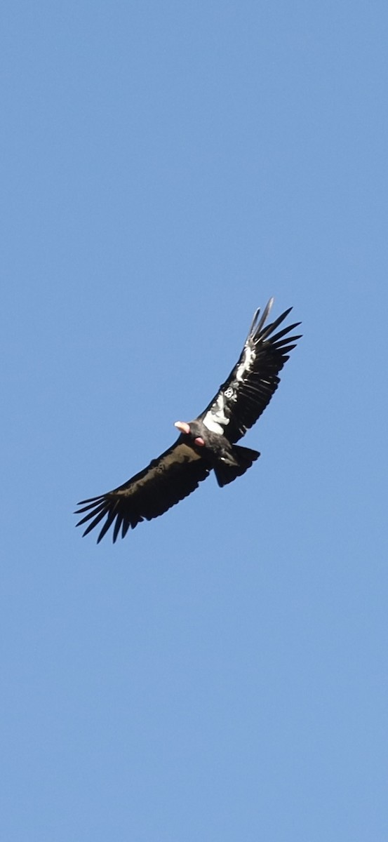 Condor de Californie - ML621110216