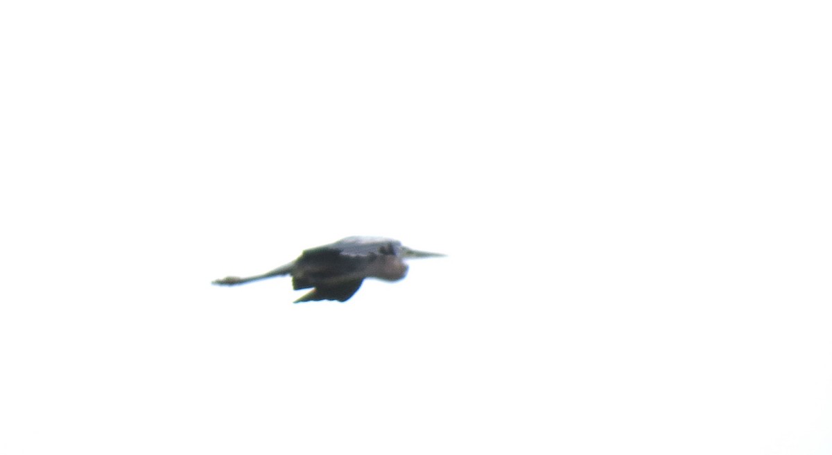 Great Blue Heron - ML621110221