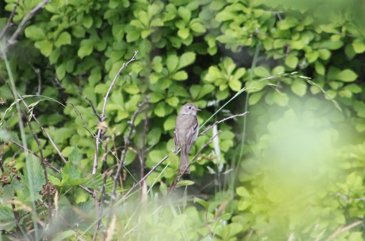 Least Flycatcher - ML621110227