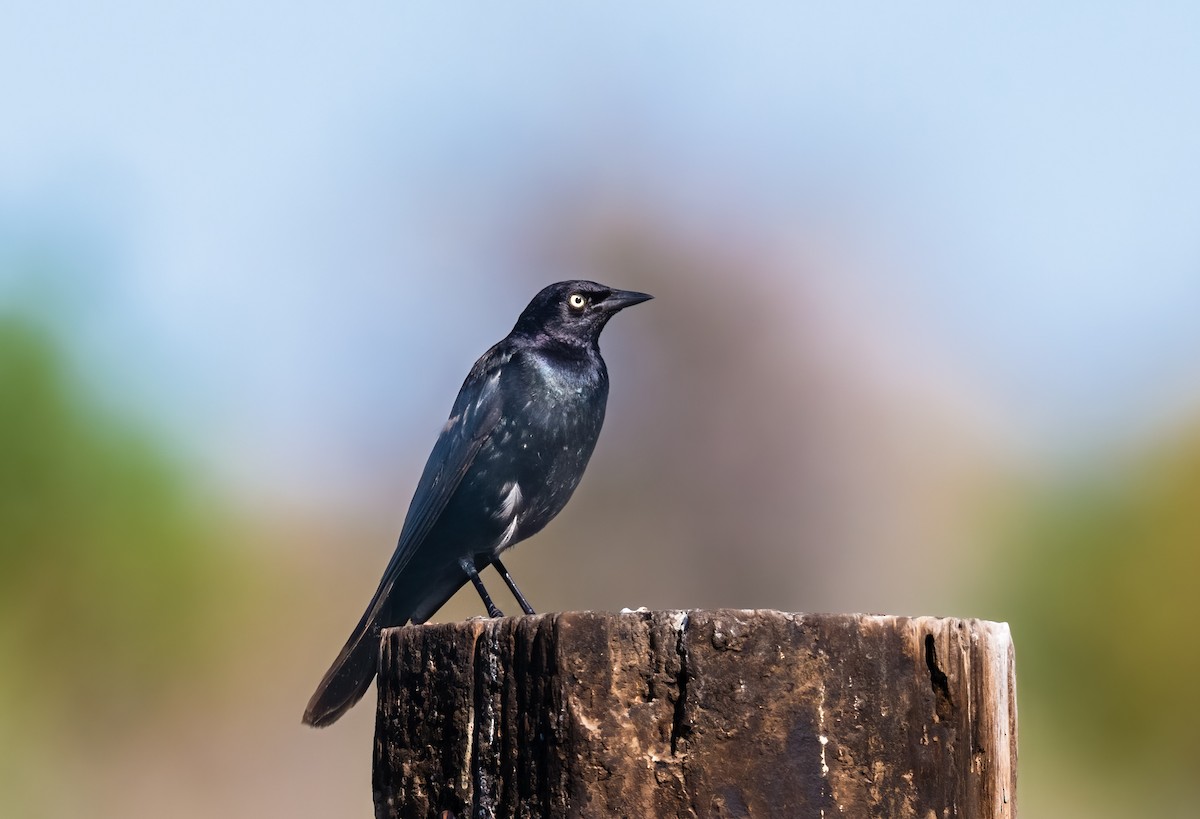 Brewer's Blackbird - ML621110248