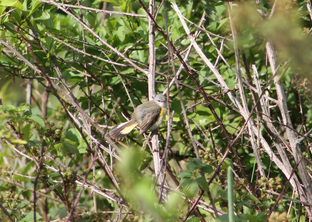 American Redstart - ML621110254