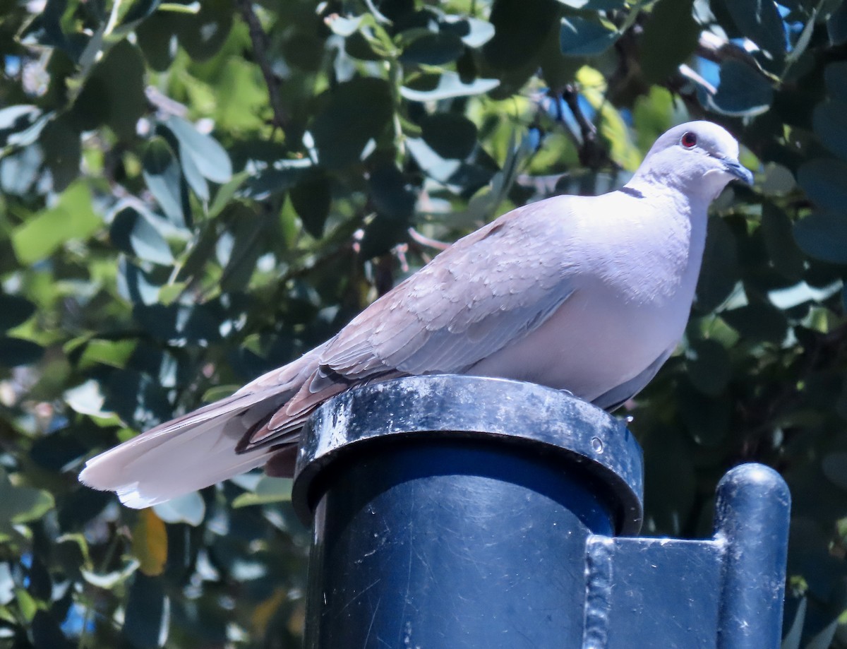 African Collared-Dove - ML621110256