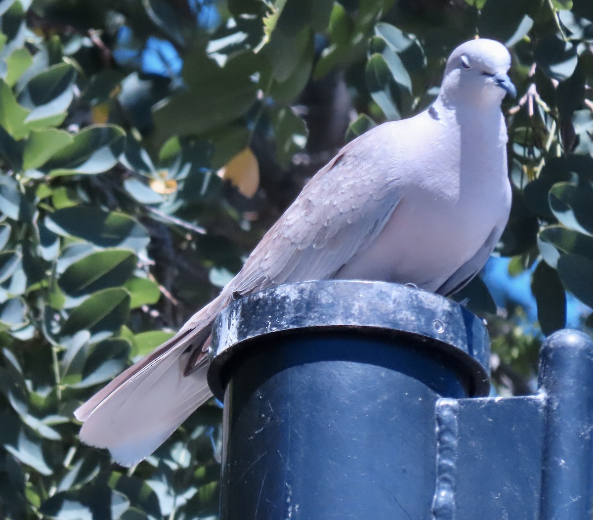 African Collared-Dove - ML621110257