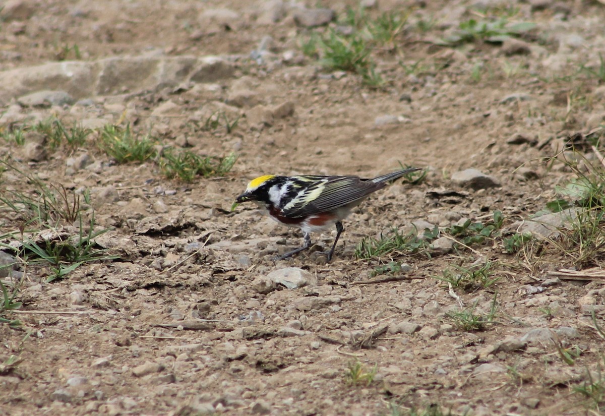 Chestnut-sided Warbler - ML621110262