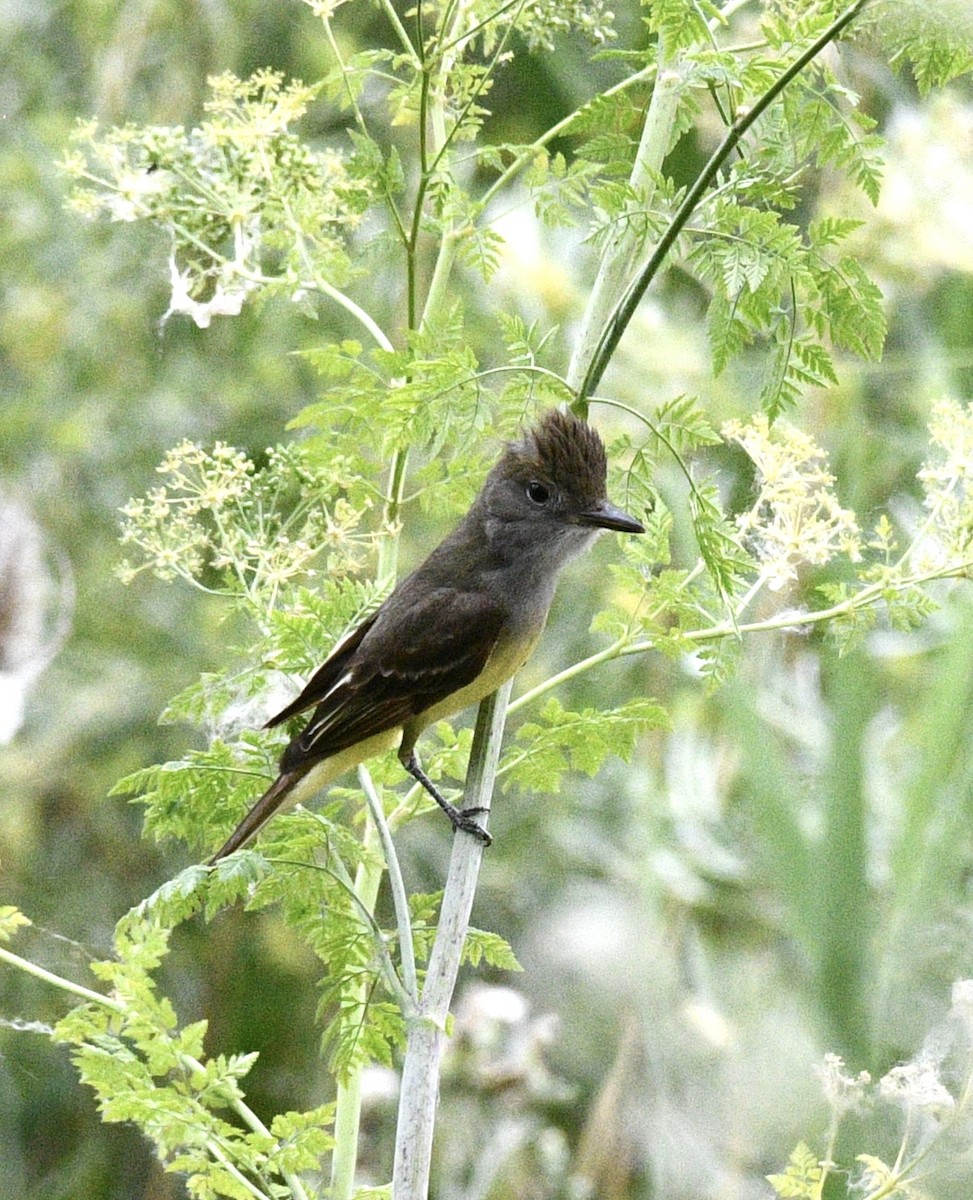 Great Crested Flycatcher - ML621110265