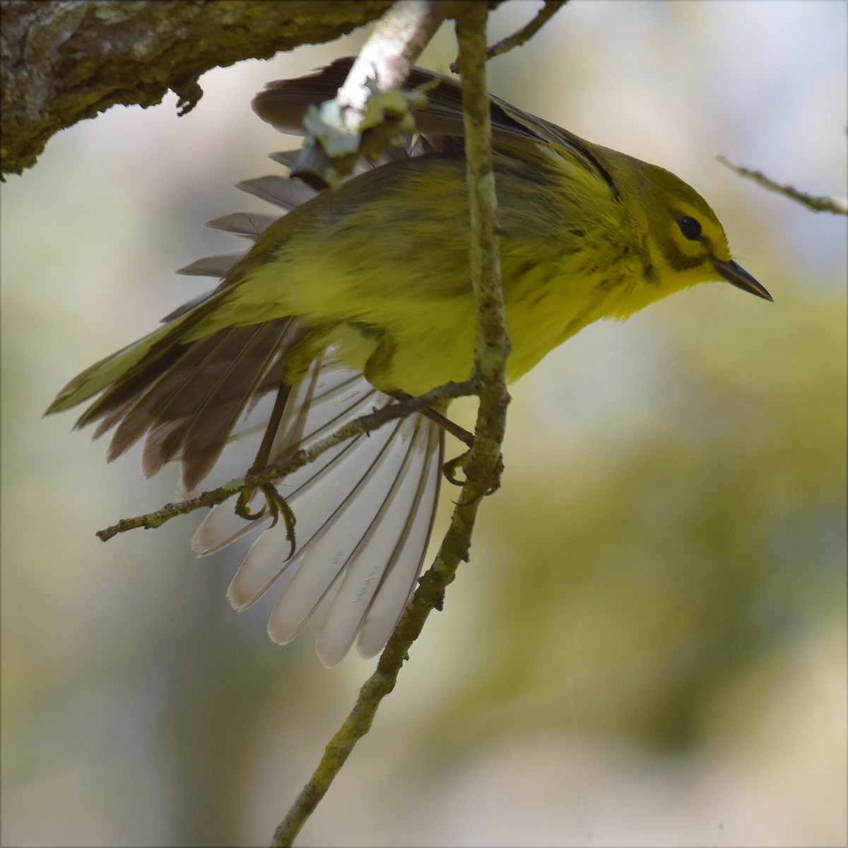 Prairie Warbler - ML621110268