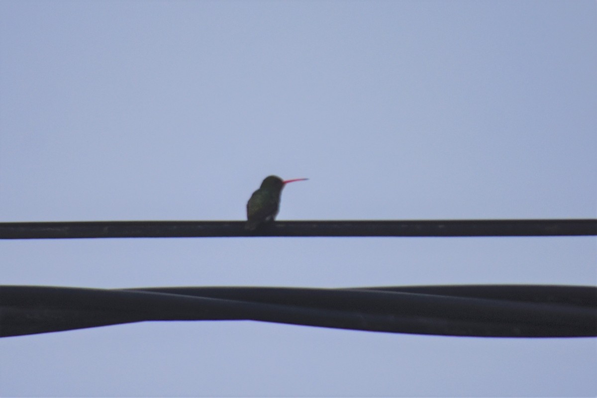 kolibřík lesklobřichý - ML621110269