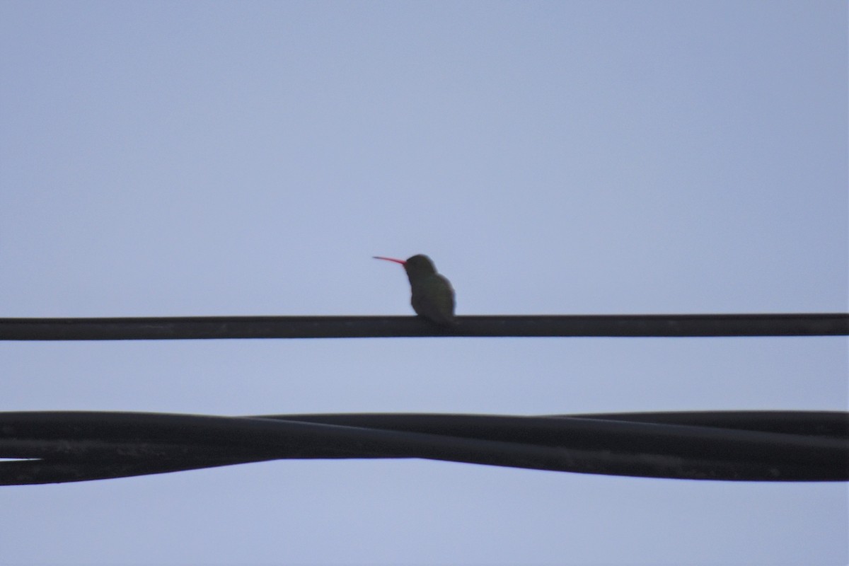 kolibřík lesklobřichý - ML621110270