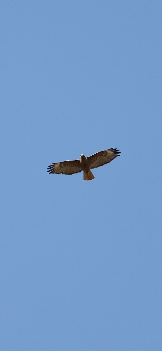 Red-tailed Hawk - ML621110272